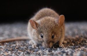 rodent control